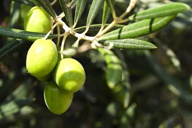 ketogenic diet တွင် သံလွင်သီးစားခြင်း၏ အကျိုးကျေးဇူးများ
